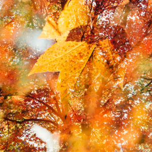 Maple leaves, Autumn leaves, close-up Maple leaves, Autumn leaves, close-up